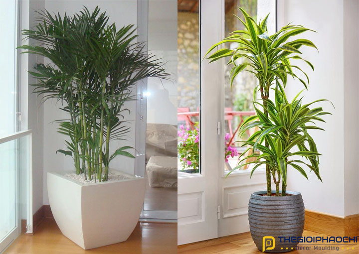 trang trí nhà đẹp đón tết với chậu cây xanh